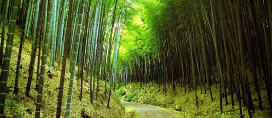 زیبا ترین جنگل های ایران در کجا قرار دارند؟