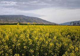 شهر گیلانغرب