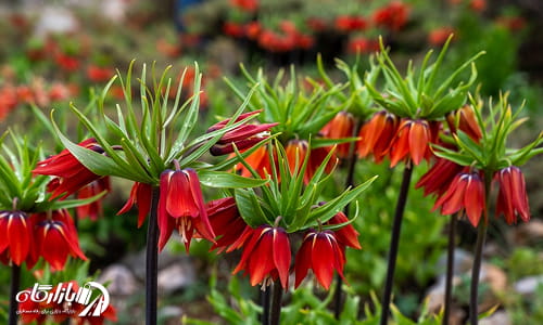 دشت لاله در جاهای دیدنی خوانسار