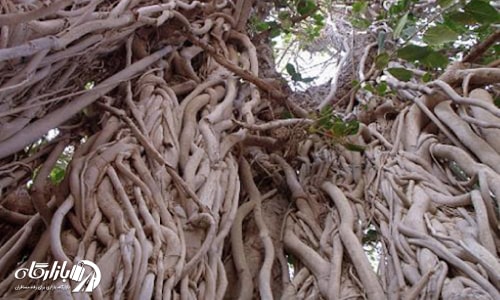 انجیر معابد چابهار از درختان کهنسال