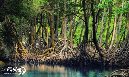 از دیگر جاهای دیدنی چابهارجنگل حرا با پوشش گیاهی دریایی