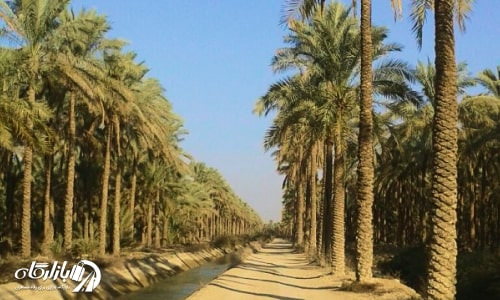پدیده نخل های درخت خرما در نخیلات جزو جاذبه های گردشگری بوشهر
