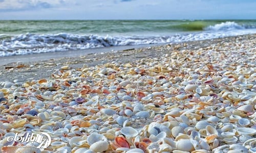 ساحل صدفی بوشهر با جلوه زیبای صدف های مختلف